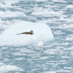 Prince William Sound, Alaska. (0128)