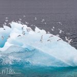 Prince William Sound, Alaska. (0177)