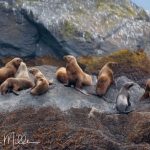 Prince William Sound, Alaska. (0220)