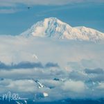 Mt. Denali from Talkeetna. (0453)