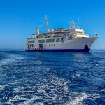 Licensed by the Galápagos National Park Directorate, expedition ships are designed for visitors to become explorers.  It is an immersive experience, with guided excursions and ample opportunities for wildlife observation according to the strict laws governing the National Park.