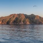 This rock sticky out of the water is about ½ mile wide and just less than a 100 feet tall.  There is no place to land, so we explored by panga boat and snorkeling.