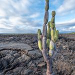 ENDEMIC. The candelabra cactus is not only a striking plant but also an essential component of the Galápagos ecosystem. By providing food, shelter, and supporting various ecological functions (for example, soil stabilization), it contributes to the health and diversity of the environment.
