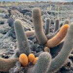 They thrive in harsh, rocky areas and are often one of the first plants to colonize new lava flows. As the lava cactus grows and eventually dies, it contributes organic matter to the soil, aiding in soil formation and improving soil fertility over time. This process supports the growth of other plants. The flowers of the lava cactus produce nectar, which attracts various pollinators, including insects and birds. The fleshy pads can also be consumed by herbivores, such as land iguanas and giant tortoises, providing hydration and nutrients.