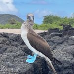 They can be found elsewhere in the world, but they seem to poliferate in the Galápagos.
