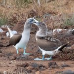 Along with sky-pointing, head bobbing, or male foot-lifting, and twig offerings, "bill-clapping" is part of the couirtship routine.