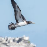 Birds change coloration on their way from chucks to adulthood.  Sometimes this makes identification frustratingly difficult.
