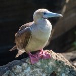 Supposedly, this species outnumbers the other two Booby species, but that is not what we noticed.  We saw the reds only in one area of San Cristóbal lsland, and the Blues were everywhere!