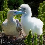The baby looks bigger than mama, but the little one is likely all "fluff".  The females have more muted colors than the male Red-foots, and I did not see a single male.