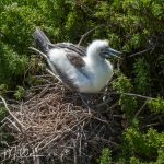 Of the three Booby species, only the reds nest off the ground in trees or shrubs.  The blues and Nazca Boobies both nest on the groud, often in the middle of hiking paths.