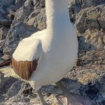 We only saw this species on Española Island.