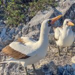 Although awkward on land, Boobies and accomplished fliers, and all three species dive for food.  They can dive from heights of 100 feet, hit the water at 60 mph, and reach depths of 60+ feet to catch their dinner.