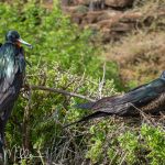 Like the Boobies, they can be found elsewhere in the world.  In the Galápagos, there are two closely-related species that I could never differentiate. There is nowhere else where one can get as close to these birds as in the Galápagos.