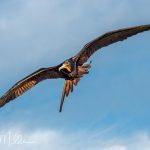 Frigatebirds have the largest wingspan-to-body-weight ratio of any bird, allowing them to soar for days or weeks without landing. Some individuals have been tracked staying airborne for over 2 months!