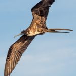 The deeply forked tail acts like a rudder, allowing tight turns, quick changes in direction, therefore great aerial agility. They need this skill for catching flying fish in mid-air,
snatching prey off the ocean surface without landing, and
performing complex aerial chases when harassing other birds to steal their food out of their mouths. .