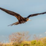 Frigatebirds never land in on the water, let alone dive, because once their wings get wet, they may not be able to takeoff again.