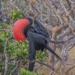 Males have a  flexible, inflatable throat pouch called a "gular sac". During the breeding season, the male inflates it with air to form a large, bright red balloon-like display.
Flying females select mates based on sac size, a vibrant red color, and display behavior.  (1858) Frigatebird with guar sac