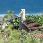 ENDEMIC (This is the first species display in the gallery that CANNOT be found elsewhere in the world.) It is the only albatross to live on the equator .  Virtually all live and breed on Española Island.