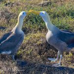 The Galápagos albatross has a distinctive appearance, characterized by its wave-like pattern on its chest and back feathers.It is smaller  in size than other species, and DNA sequencing confirms that it diverged from its North Pacific relatives hundreds of thousands of years ago.