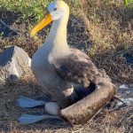 The Albatross cannot take off from a standing position or still air.  They either need a running start into a wind, or they can launch off a high cliff. Like all albatrosses, they are built for soaring over open ocean, not for quick liftoffs. Once airborne, they can glide for hours or days with barely a flap, but getting airborne is the hard part.