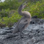 ENDEMIC.  The name reflects two key drivers: an evolutionary change due to no predators and food (fish, eels, octopuses) available close to shore. There was no need to fly to either escape or find food. The Galápagos Cormorant likely lost flight ~2 million years ago, after a flying ancestor colonized the islands.