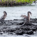 With no need for the energy required for flight, they could increase in size with twice the weight of other cormorants.  With no feather oil and large web feet, they could dive deeper, stay underwater longer, and eat larger fish.