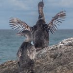 It is, perhaps, the rarest, if not funniest-looking, cormorant species in the world.  To me, this looks like a "Rocky" moment.