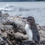ENDEMIC. They are relatively small as compared to other penguins, and the evolved smaller body size and less insulating fat helps them cope with warmer water.