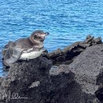 The only penguin that lives “on” the equator.  They are primarily found in the colder waters of Fernandina and Isabela Islands.