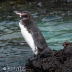They are most closely related to the Humboldt penguin of Chile,
likely carried northward by the cool, nutrient-rich Humboldt Current, which flows from southern South America toward the equator.