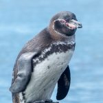 I noted that the Flightless Cormorant lost their ability to fly about 2 miullion years ago.  The last penguin ancestor that could fly was about 60 million years ago — the age of dinosaurs.