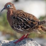 ENDEMIC. Genetic studies show that the Galápagos dove has diverged sufficiently from its closest relatives, indicating a long period of independent evolution.