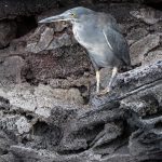 ENDEMIC. Island isolation has allowed the lava heron to evolve independently, free from competition and predation from mainland species. Over time, the lava heron has developed physical traits suited to its habitat, such as shorter legs and a more compact body, which aid in navigating rocky terrains and hunting in shallow waters.