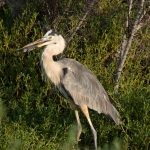 There are occasional sightings of Great Blue Herons, likely vagrants or rare visitors from the mainland, but they don’t have an established breeding population on the islands. If ytou look carefully, there is dinner in the birds beak.