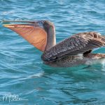 While brown pelicans in some coastal areas may migrate seasonally, the Galápagos populations tend to remain resident, with local movements based on food availability rather than long-distance migration.