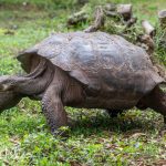 ENDEMIC, and one of the symbols and best-known animals in the Galápagos Islands. There is currently one species and a number of sub-species.  The multiple sub-species are an example of adaptive rediation.