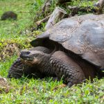 This particular tortoise (including the previous photo and the next one) is the "Dome-Shaped" Giant T.ortoise.  It lives in the "highlands" (approx 1000-1300 feet up old volcanoes) where there is ample vegetation on the ground. They can weigh 550 lbs, start reproducing at 30 years, and can live up to 160 yrs.  Over millions of years, they have evolved from a small tortoise from the mainland into massive herbivores.