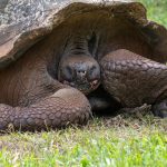 All tortoises are in fact turtles, but not all turtles are tortoises. Tortoises:are exclusively land creatures, have a much longer lifespan, and are vegetarians