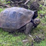 This is the Saddleback Giant Tortoise because of the shape of the shell behind the neck. They are mostly found in the drier lowlands of the islands where ground vegetation is limited.