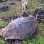 Their raised, saddle–like shells and long limbs and neck are a benefit in reaching for food (prickly poear cactus) that is off the ground. .