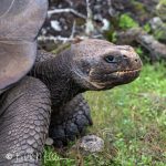 The three photos of the Saddle-backs are not shown in their natural habitat because of the lush vegetation onn the ground.  Rather, the photos were also taken in the highlands at a breeding center.  In general, after reaching an age of five years, the tortoises are released to their natural habitats.