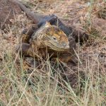 ENDEMIC. They are physicallly larger than many other iguana species.  Adults can reach a length of 5 feet and can weigh up to 25-30 pounds.