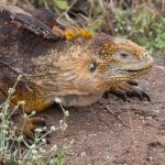 They primarily feed on available vegetation, but they favor prickly pear pads and fruits.  They have been seen rolling cactus pads on rocky ground to remove the spines.