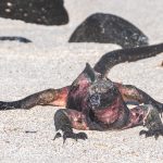 Charles Darwin famously referred to the marine iguanas of the Galápagos Islands as: “imps of darkness.”
In his journal, The Voyage of the Beagle (1839), he wrote:
“It is a hideous-looking creature, of a dirty black colour, stupid, and sluggish in its movements.”