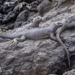 Despite his harsh words, Darwin was fascinated by the marine iguana’s unique adaptations of swimming, diving for food, and their diet.
