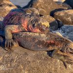 When feeding, they can dive to 3-16 feet below the ocean's surface and scrape algae off the rocks with their specialized scraping teeth.
They can stay at depth for 5-10 minutes, but some reportedly have been observed for longer times. After a dive, being cold-blooded, they need to recover lost heat by laying in the sun, and on each other.