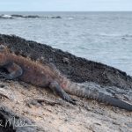 Isabela Island is home to the largest marine iguanas—males can exceed 5 feet. Genovesa Island (not visited) hosts some of the smallest marine iguanas, sometimes half the size of their Isabela cousins. This phenomenon is a classic example of “island gigantism and dwarfism”, part of adaptive radiation. Marine iguana size varies significantly between islands (twice or half the size) due to differences in food availability, predation, and climate.
