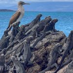 With nothing further to share, I want to know what they all are looking at, and why does the Blue-footed Booby want to be part of the group?