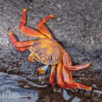 ENDEMIC. The Sally Lightfoot crab is a colorful and agile crab species commonly found along rocky shorelines, tide pools, and cliffs in the Galápagos Islands. They are fast and excellent climbers, which allows them to navigate the rocky surfaces of the islands. This adaptation helps them escape from predators and access food sources that may be out of reach for other animals.