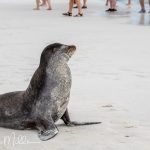 Galápagos Sea Lions evolved to be generally smaller (half the size) than their California sea lion counterparts. They have a lighter, more slender body and a shorter snout compared to other sea lions.  Evolving to a smaller size is an example of Island Dwarfism (a Common Evolutionary Pattern) – opposite of Island Giantism. In islands with limited resources, many species evolve to smaller sizes.In addition, smaller animals dissipate heat more effectively.